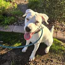 adopt-pet