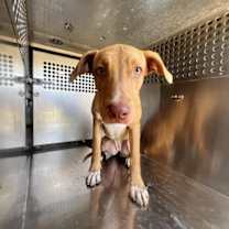 adopt-pet