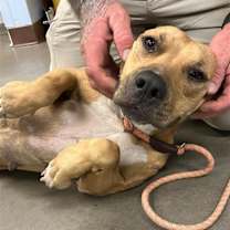adopt-pet