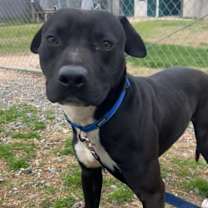 Thumbnail photo of Hank #2