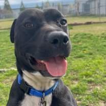 Thumbnail photo of Hank #3