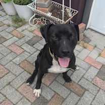 Thumbnail photo of Hank #4