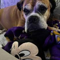 Thumbnail photo of Phoebe *Adoption Pending* #4