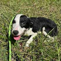 Thumbnail photo of Lady - Adoptable #2