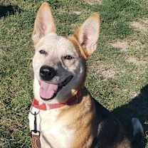 adopt-pet