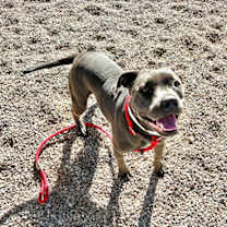 adopt-pet