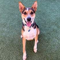 adopt-pet