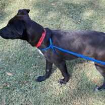 Thumbnail photo of Pulga *VIP* #2