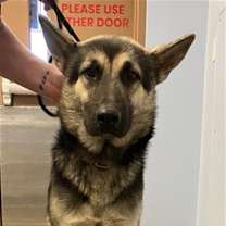 adopt-pet
