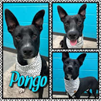 Thumbnail photo of Pongo #1