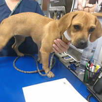 adopt-pet