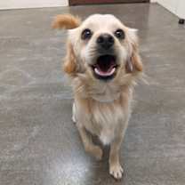 adopt-pet