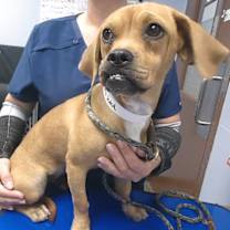 adopt-pet