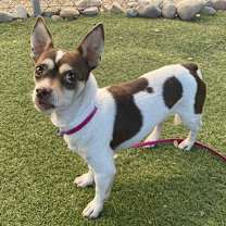 adopt-pet