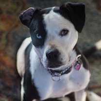 Thumbnail photo of Maple #1