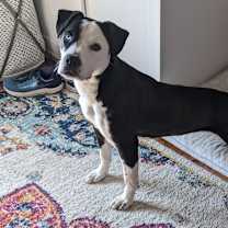 Thumbnail photo of Maple #4