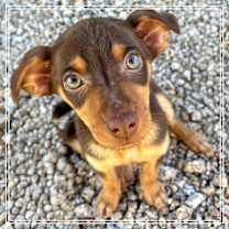 adopt-pet