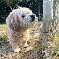 Thumbnail photo of Whiskey #1