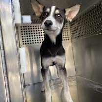 adopt-pet
