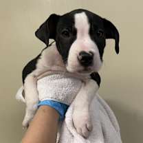 adopt-pet