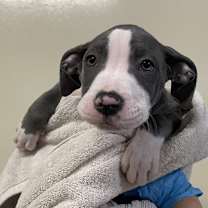 adopt-pet