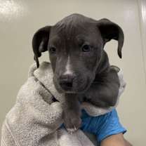 adopt-pet