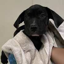 adopt-pet