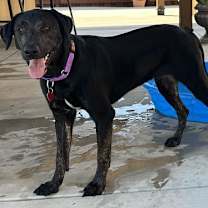 Thumbnail photo of Zelda #3