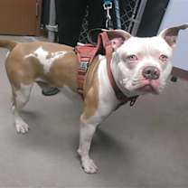 adopt-pet