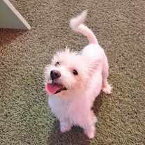 adopt-pet