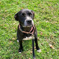 Thumbnail photo of Gypsee #2