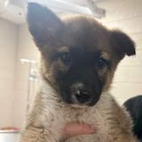 adopt-pet