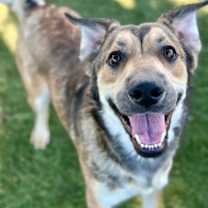 Thumbnail photo of Mowgli #2