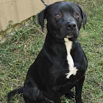 Thumbnail photo of Tahoe #3