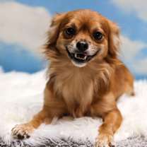 adopt-pet