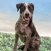 adopt-pet