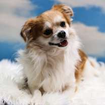 adopt-pet