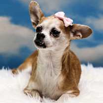 adopt-pet