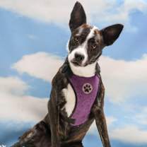 adopt-pet