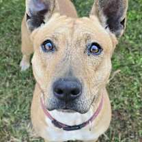 Thumbnail photo of Indy #1