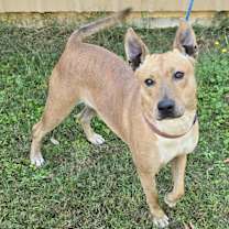 Thumbnail photo of Indy #2