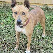 Thumbnail photo of Indy #4