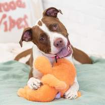 adopt-pet