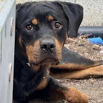 adopt-pet
