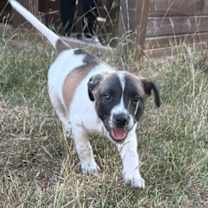 Thumbnail photo of Susie  #1