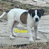 Thumbnail photo of Rosie  #2