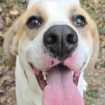 Thumbnail photo of Harley #1