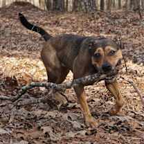 Thumbnail photo of Riley #3