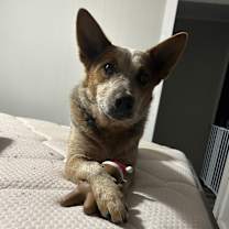 Thumbnail photo of Roger #1