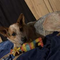 Thumbnail photo of Roger #2